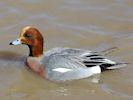 Eurasian Wigeon (WWT Slimbridge April 2013) - pic by Nigel Key